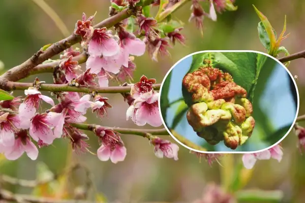 Fiori di pesco in primavera e un dettaglio di una foglia colpita dalla bolla del pesco, evidenziando la necessità di trattamenti invernali.