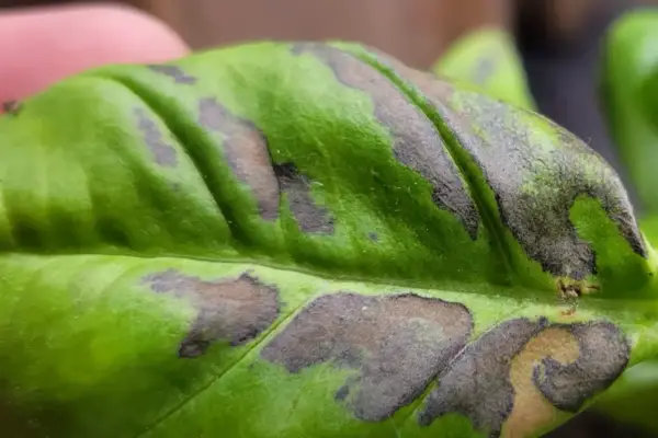 Foglia di basilico con macchie scure, quasi nere, che ne alterano il verde brillante.